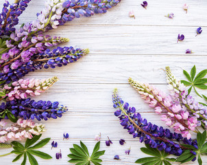 Pink and purple lupine flowers