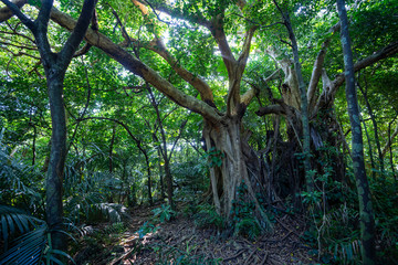 西表島のジャングル