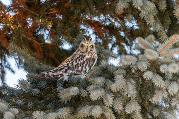 Short eared owl perched in a tree in winter, Quebec, Canada.