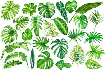 tropical leaves and flowers on an isolated background, a large set of green plants, watercolor, painting, botanical illustration, floral design, banana palms, monstera, ficus