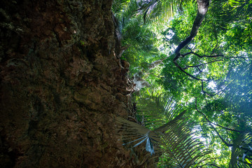 西表島のジャングル