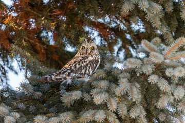 Short eared owl perched in a tree in winter, Quebec, Canada.