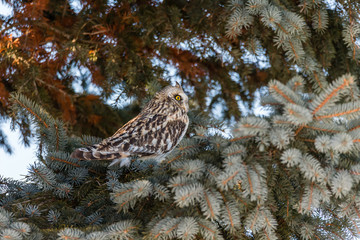 Short eared owl perched in a tree in winter, Quebec, Canada.