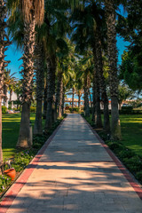 Paved path among palm trees leading to tropical beach on sunny day.