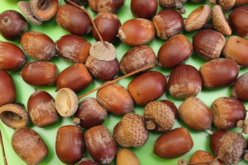 Acorns are located on a green background