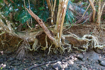 西表島のジャングル