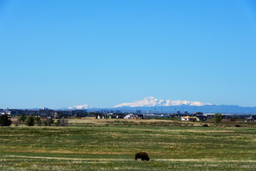 American Bison with view of Pikes Peak from Rocky Mountain Arsenal National Wildlife Refuge, Colorado