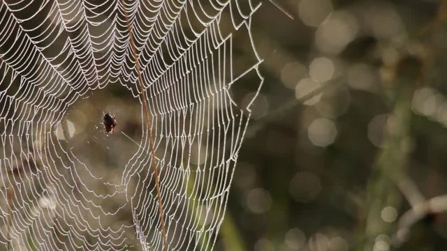 Spider orb dancing in the morning mist