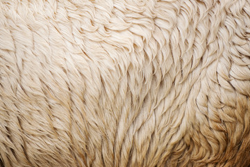 Detailed closeup of natural Australian sheep wool.