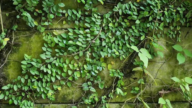 Slow motion tracking shot of green ivy creeper plants on the garden wall in Asia, Thailand. Nature background and life concepts.