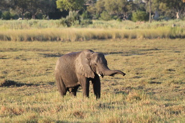 Eléphant dans la savane