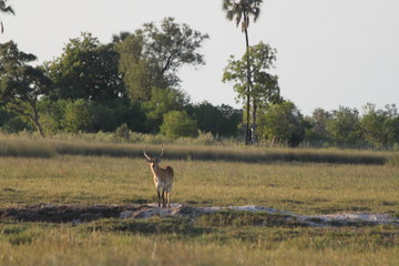 Gazelle rouge