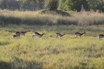 Gazelle rouge