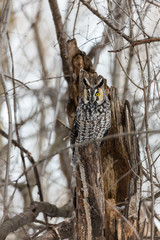 Long eared owl in a boreal forest, Quebec, Canada.