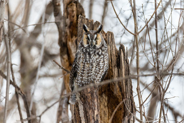 Long eared owl in a boreal forest, Quebec, Canada.