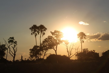 Fototapeta na wymiar Beautiful sunset in the okavango delta savannah 