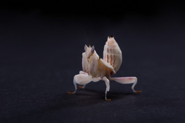 Young orchid mantis, Hymenopus coronatus, in front of black background