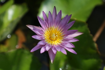 lotus in pond