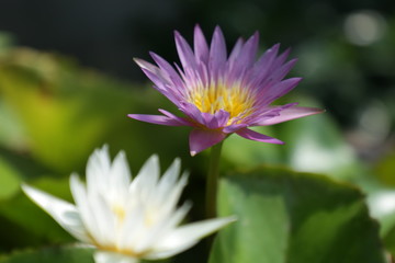 lotus in pond