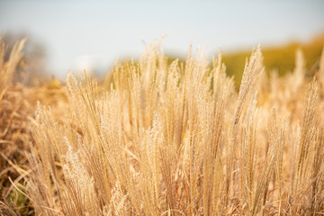A natural meadow of soft long grasses turning yellow as autumn approaches. A stormy sky on the horizon split the image into warm orange tonal layers.