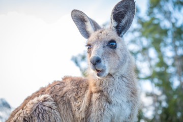 A curious joey in the wild in Coombabah Queensland