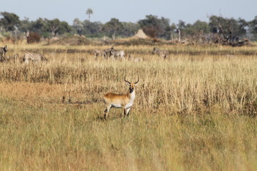 Gazelle rouge