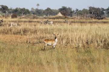 Naklejka na ściany i meble Gazelle rouge