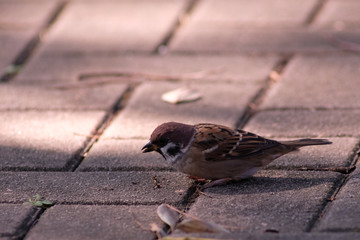 sparrow