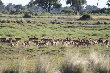 Fototapeta na wymiar Gazelle rouge