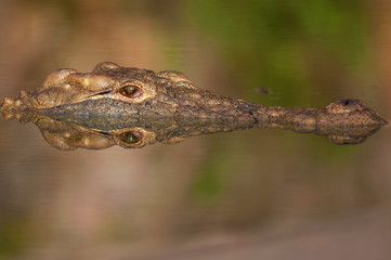 Nile crocodile, croc, close up, one croc, in water, artistic, shapes, shadows, submerged, details