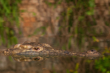 Nile crocodile, croc, close up, one croc, in water, artistic, shapes, shadows, submerged, details