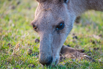 Fototapeta premium A curious joey in the wild in Coombabah Queensland