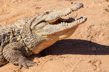 Obraz premium Nile Crocodile, up close, on land, sharp, clear, teeth and eyes, croc, 