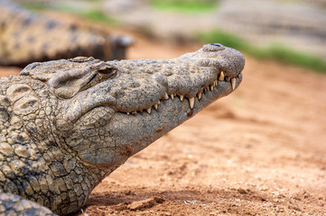 Nile Crocodile, up close, on land, sharp, clear, teeth and eyes, croc, 