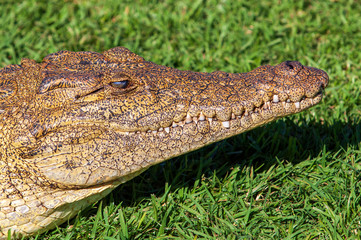 Nile crocodile, croc, on land, in grass, hiding, camouflaged, sneeky, 