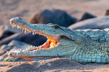 Fototapeten Nilkrokodil, aus nächster Nähe, an Land, scharf, klar, Zähne und Augen, Krokodil, © Megan Paine