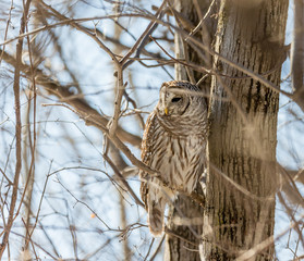 Barred owl perched in a tree in Quebec, Canada.