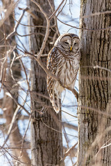 Barred owl perched in a tree in Quebec, Canada.