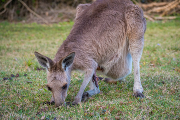 Naklejka na ściany i meble A curious joey in the wild in Coombabah Queensland