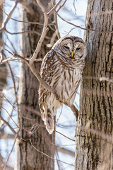 Barred owl perched in a tree in Quebec, Canada.