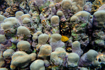 Fototapeta na wymiar Korallen schimmern im Sonnenlicht 
