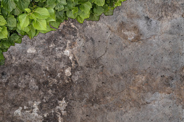 Old painted concrete wall creeper vines, ivy. Vintage panoramic banner background.