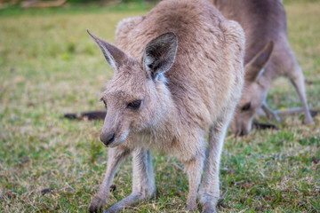 Fototapeta premium A curious joey in the wild in Coombabah Queensland
