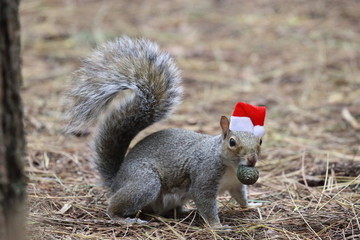 Eichhörnchen mit Weihnachtsmütze