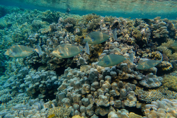 Naklejka na ściany i meble Kurznasendoktorfisch vor Korallen