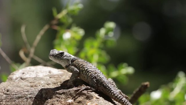 Spiny lizards of mexico Sceloporus mucronatus o S. torquatus