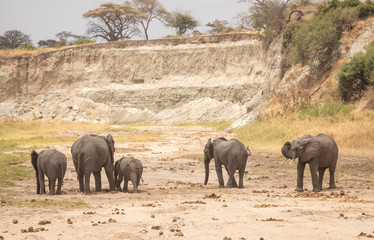 African elephants drinking water from an underground river in Tanznia wildlife reserve