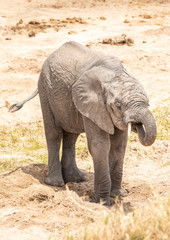Naklejka na ściany i meble African elephants drinking water from an underground river in Tanznia wildlife reserve