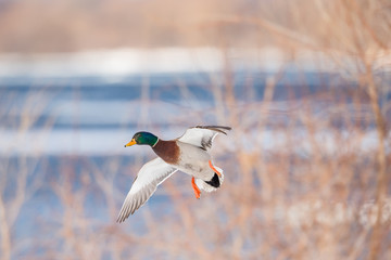 Mallards in flight in a park in Quebec, Canada