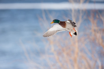 Obraz premium Mallards in flight in a park in Quebec, Canada